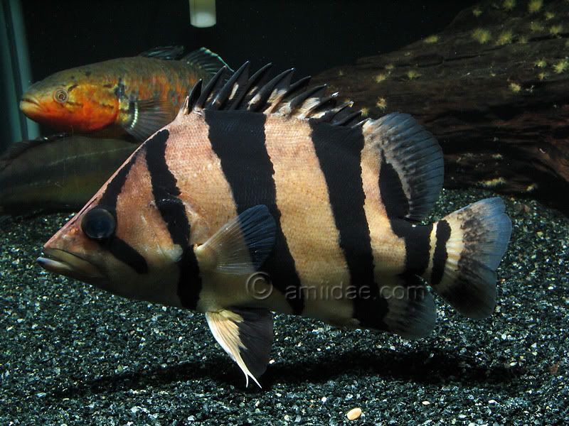 Indonesian Tiger Fish