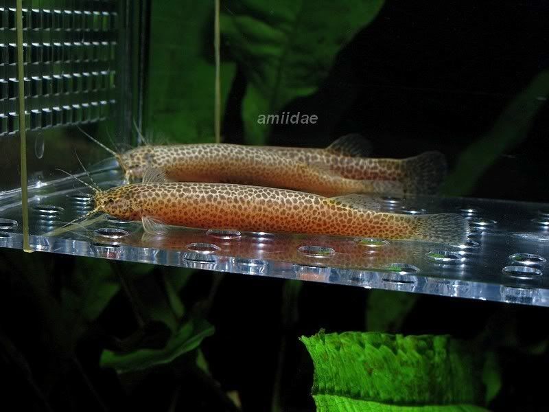 Trichomycteridae JungleKey.fr Wiki