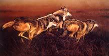 Pack of Wolves