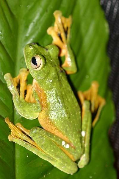 Rhacophorus.jpg