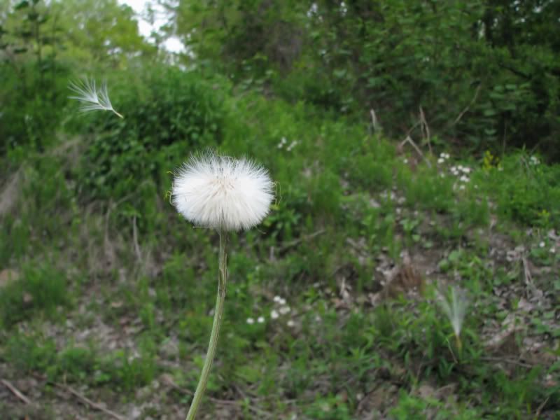 IMAGE: http://i26.photobucket.com/albums/c135/mullhawk/IMG_0607_filtered.jpg