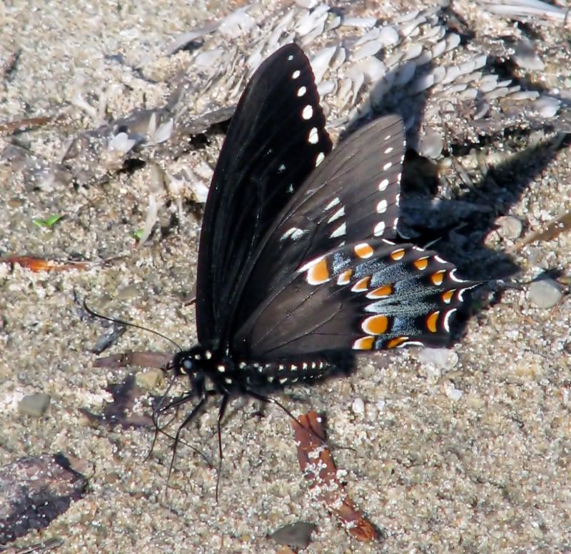 IMAGE: http://i26.photobucket.com/albums/c135/mullhawk/butterflysand_filtered.jpg