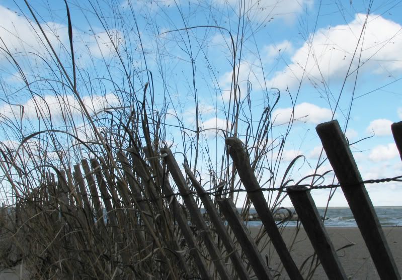 IMAGE: http://i26.photobucket.com/albums/c135/mullhawk/fence2.jpg