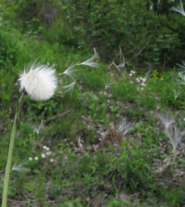 IMAGE: http://i26.photobucket.com/albums/c135/mullhawk/wind.jpg