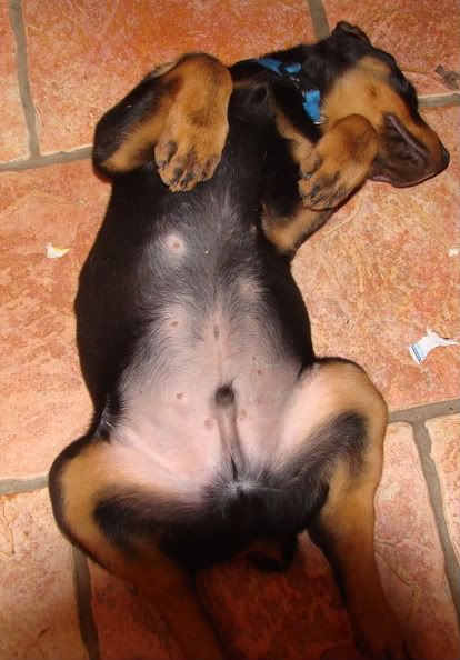 DSC01516.jpg Sleepy puppy image by waterdawg