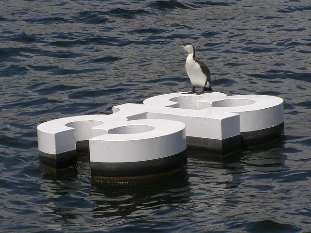 313cormorant.jpg