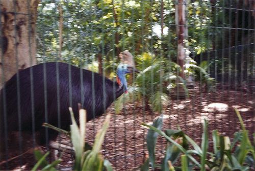 Cassowary-1.jpg