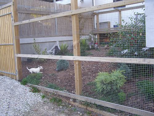 CatEnclosure.jpg