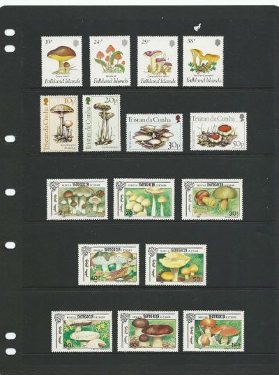 Fungi-1.jpg