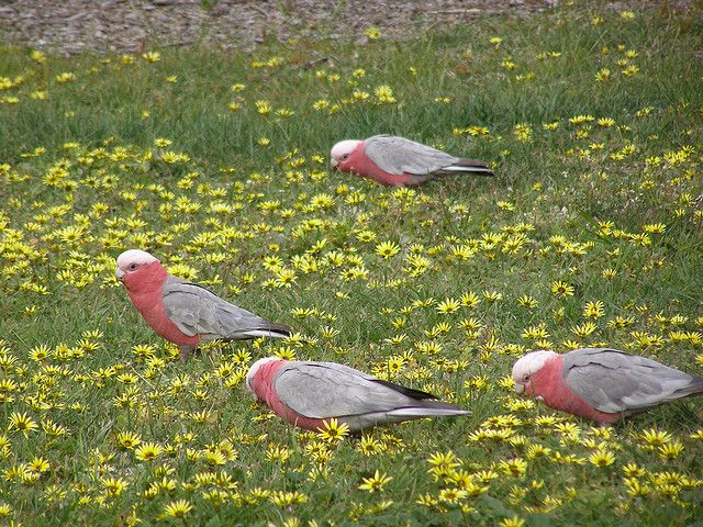 Galahs.jpg