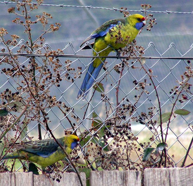 GreenRosellas.jpg