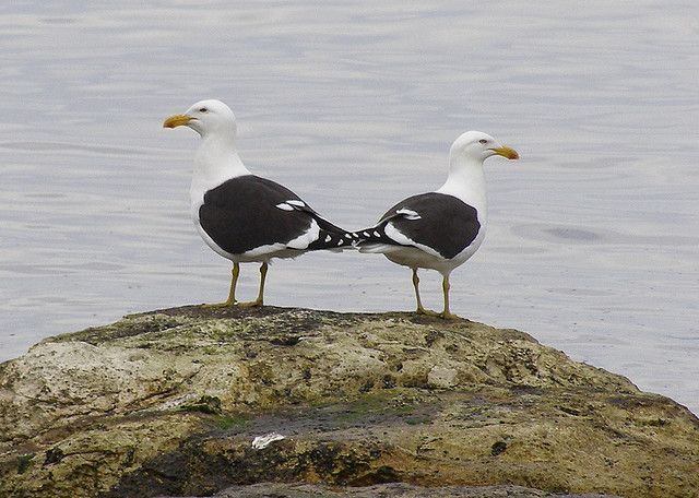 KelpGulls.jpg