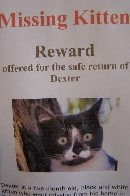 Missingkitten.jpg