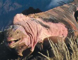 MysteryCreature.jpg