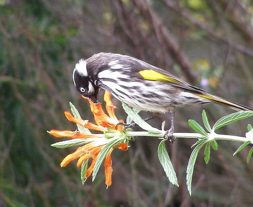 NHHoneyeater.jpg