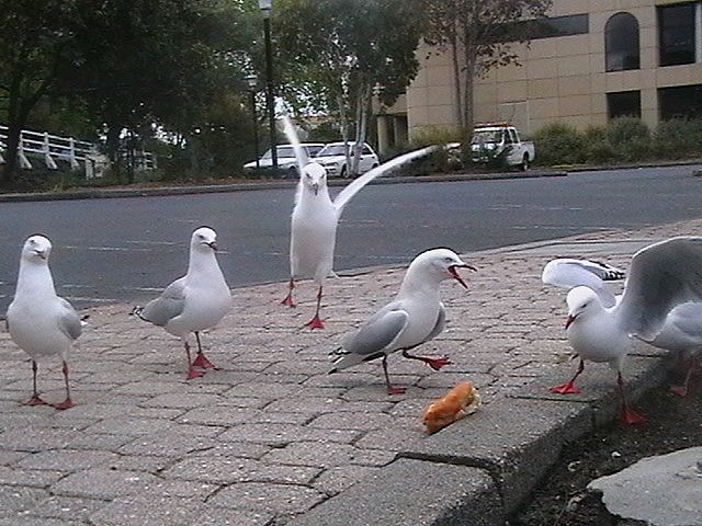Seagulls-1.jpg