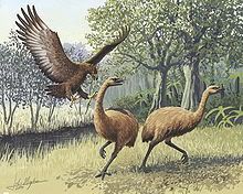 haastEagle.jpg