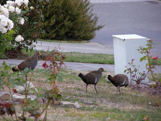 nativehens.jpg