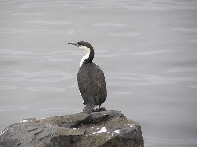 piedCormorant.jpg