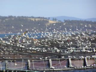 seagulls.jpg