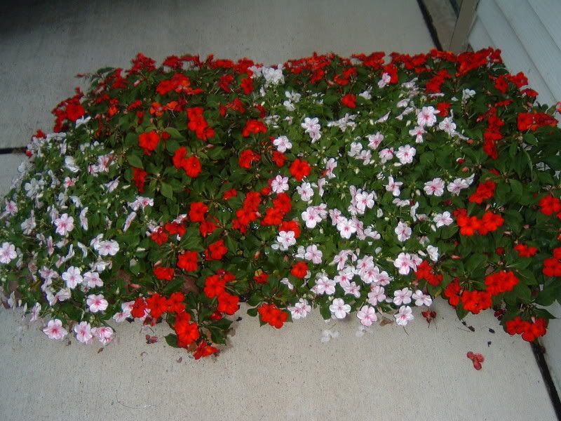 Flowers001.jpg