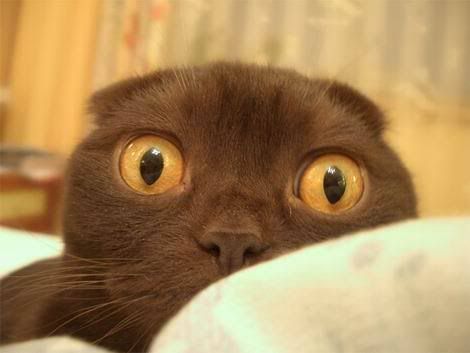 bigeyekitty.jpg