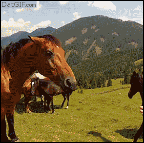 animals-being-gifs-horse-bite_zps1af9b816.gif