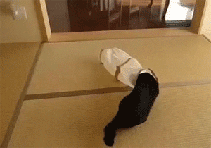 animals-being-gifs-tube-scare_zps1d6baa99.gif