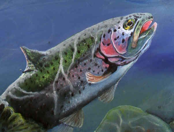 Pictures Of Rainbow Trout. Rainbow Trout Close Up