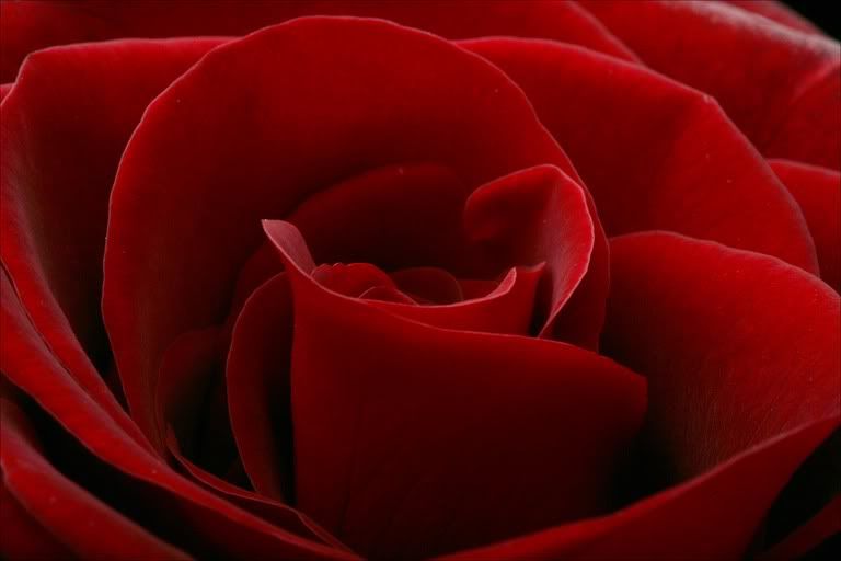 red-rose.jpg