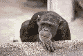monkey_photo.gif