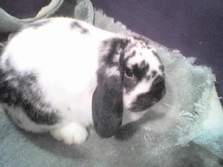 wabbit1.jpg