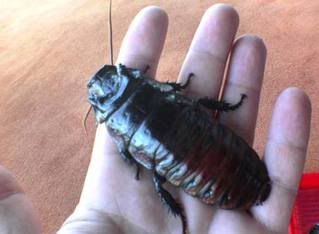 Italian Cockroach