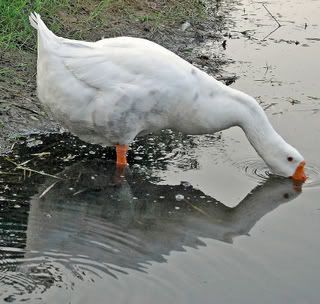 reflection.goose.jpg