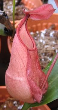 N. rafflesiana pink