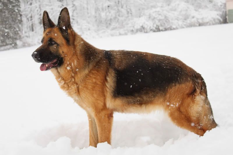 IMAGE: http://i26.photobucket.com/albums/c139/javablack123/IMG_1372.jpg