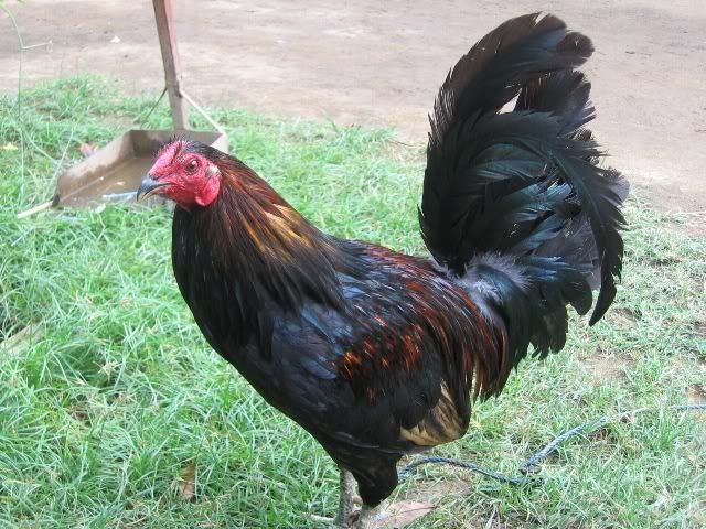 Bonanza Black Gamefowl