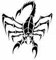 scorpion Pictures, Images and Photos
