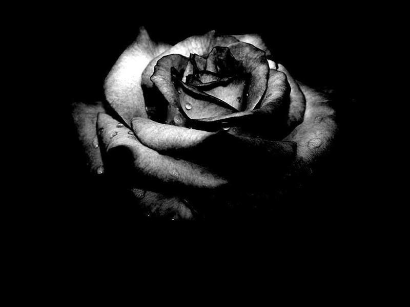 black and white rose wallpaper. white rose wallpapers