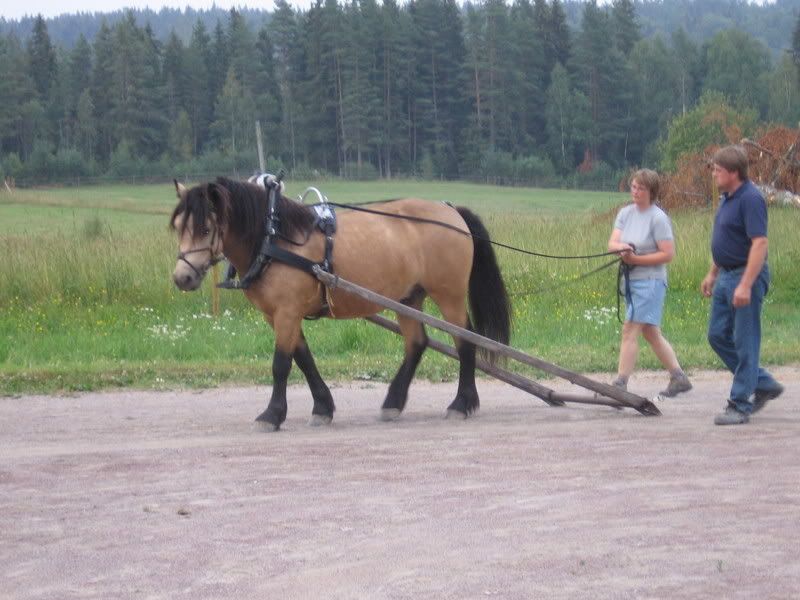 KrningPelleden24Juli032.jpg