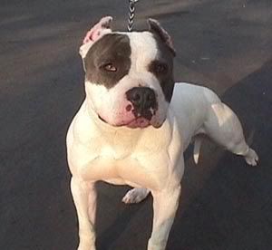 pit-bulls-pictures-11.jpg