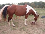 http://i26.photobucket.com/albums/c143/Sn0wLe0pard/Animals/Paint%20and%20Quarter%20Horses/th_Picture039.jpg
