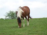 http://i26.photobucket.com/albums/c143/Sn0wLe0pard/Animals/Paint%20and%20Quarter%20Horses/th_Picture046-1.jpg