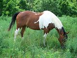 http://i26.photobucket.com/albums/c143/Sn0wLe0pard/Animals/Paint%20and%20Quarter%20Horses/th_Picture164.jpg