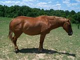 http://i26.photobucket.com/albums/c143/Sn0wLe0pard/Animals/Paint%20and%20Quarter%20Horses/th_Picture224.jpg