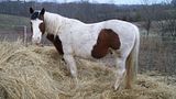 http://i26.photobucket.com/albums/c143/Sn0wLe0pard/Animals/Paint%20and%20Quarter%20Horses/th_Picture445.jpg