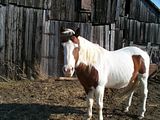 http://i26.photobucket.com/albums/c143/Sn0wLe0pard/Animals/Paint%20and%20Quarter%20Horses/th_Picture603.jpg
