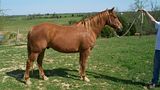 http://i26.photobucket.com/albums/c143/Sn0wLe0pard/Animals/Paint%20and%20Quarter%20Horses/th_Picture746.jpg