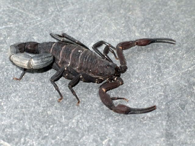 Tityus metuendus Arachnoboards