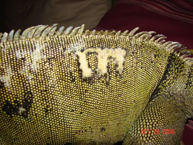 DSC03232.jpg